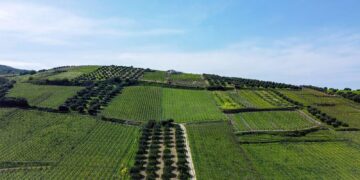 Replicarán en 15 estados modelo de Cluster Agroalimentario de NL