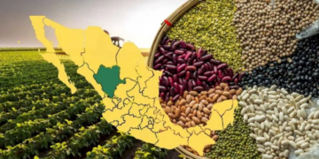 Recupera México la autosuficiencia en frijol