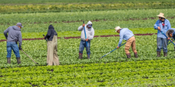 Condonará gobierno federal unos 60 mil créditos de agricultores