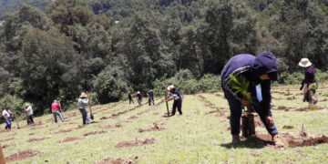 Se plantarán 6.6 millones de árboles y plantas durante Jornada Nacional de Reforestación 2026
