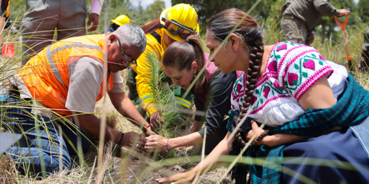 Comienza Jornada Nacional de Reforestación 2026