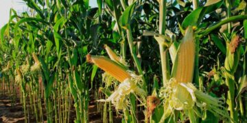 Tribunal Federal decidirá el futuro del maíz nativo: una resolución de máximo interés nacional para la biodiversidad y la alimentación